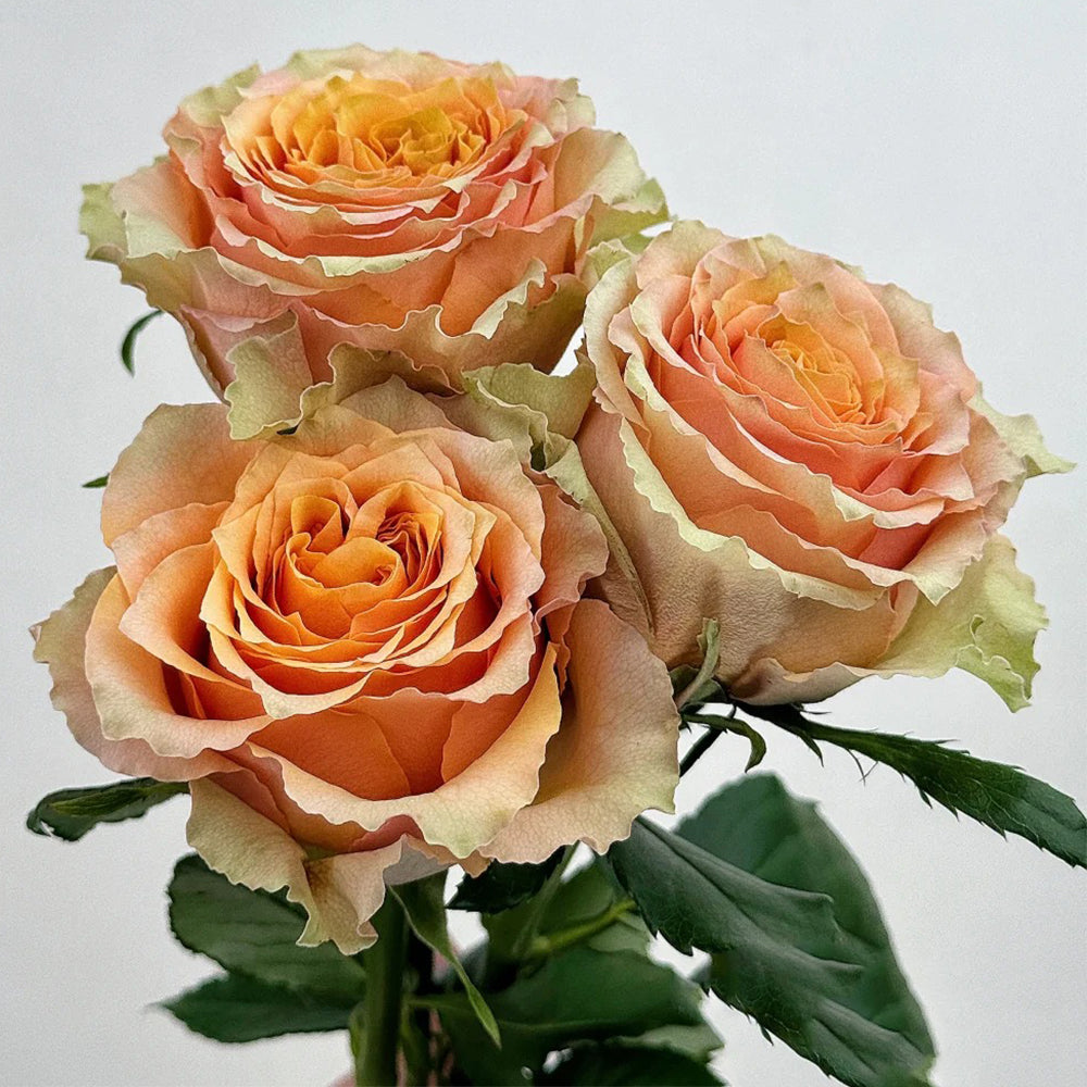 Caramel Macchiato French Florist Shrub Rose