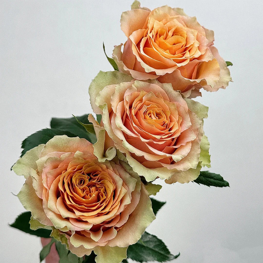 Caramel Macchiato French Florist Shrub Rose