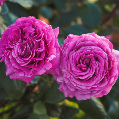 Carmen Wurth German Florist Shrub Rose