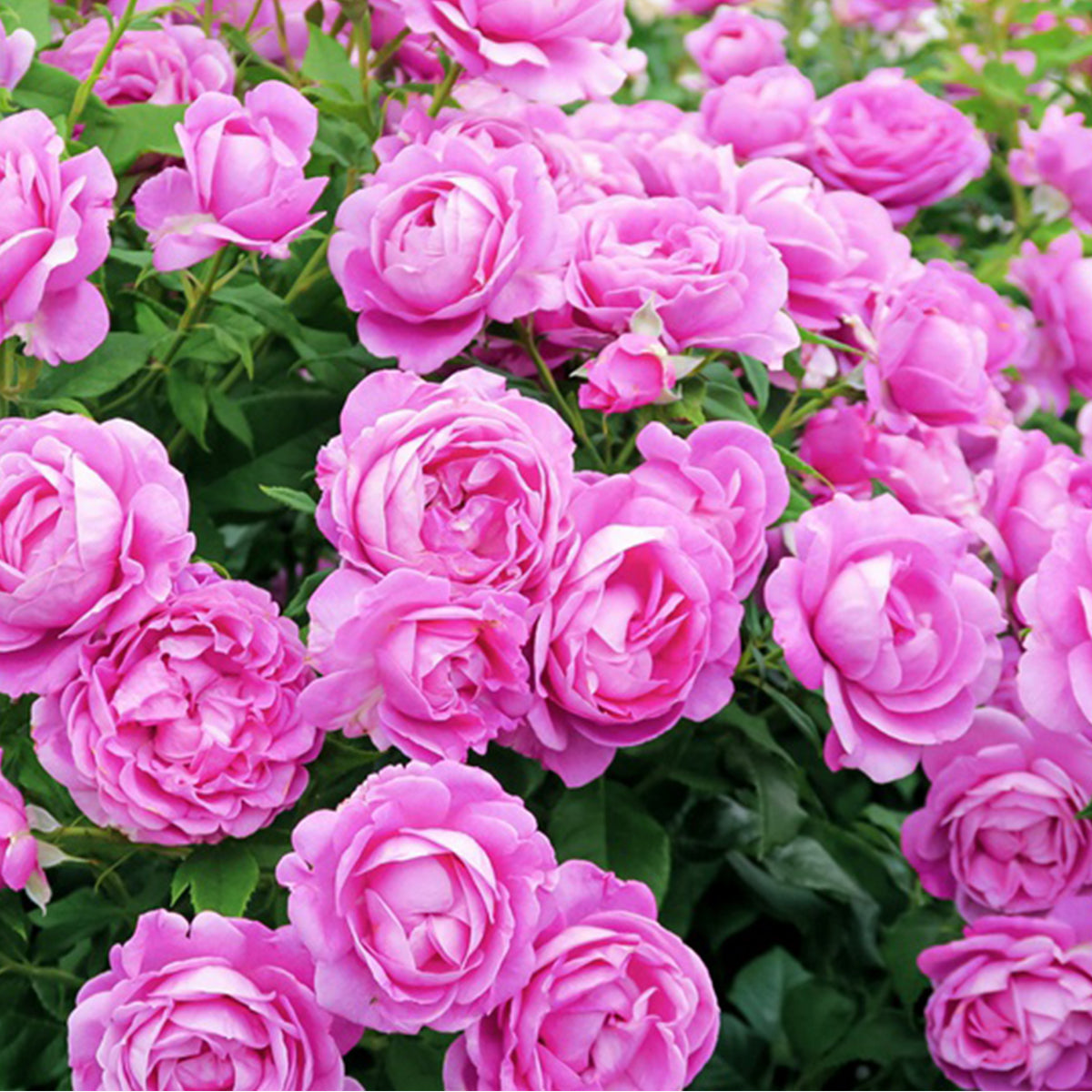 Carmen Wurth German Florist Shrub Rose – Highgarden Roses