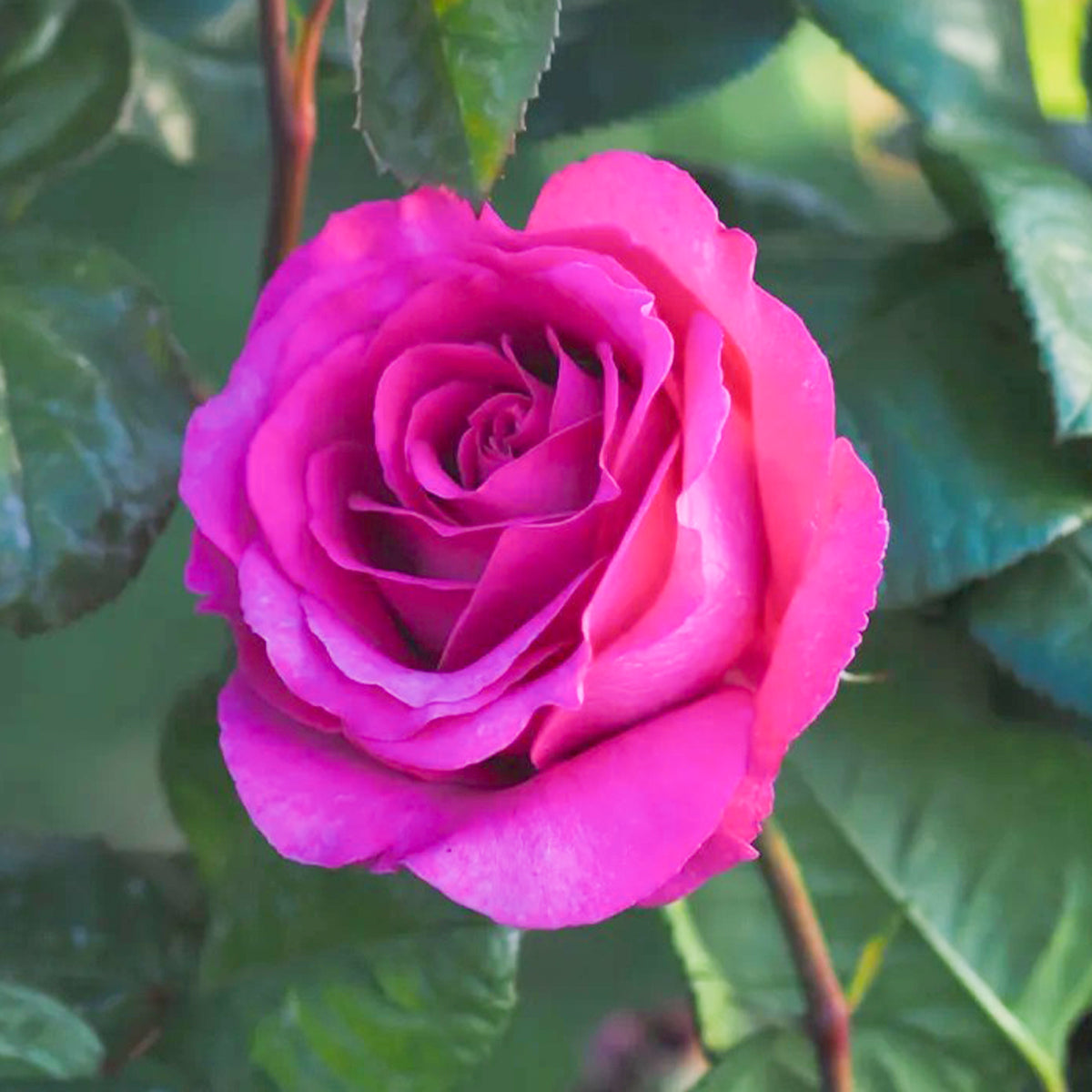 Carmen Wurth German Florist Shrub Rose – Highgarden Roses