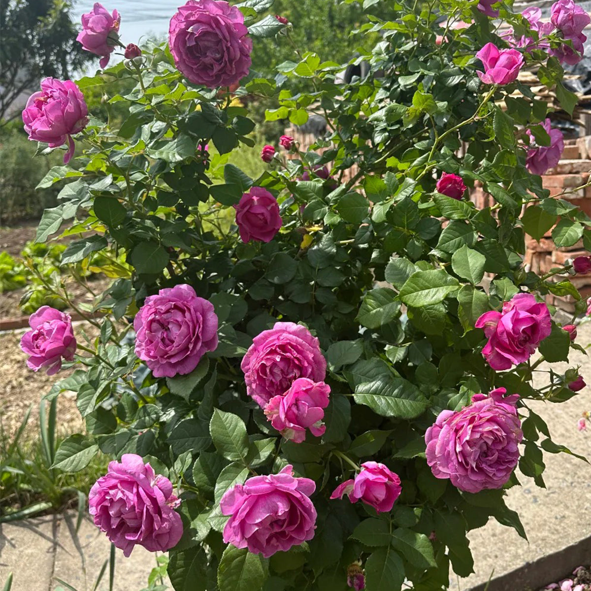 Carmen Wurth German Florist Shrub Rose – Highgarden Roses