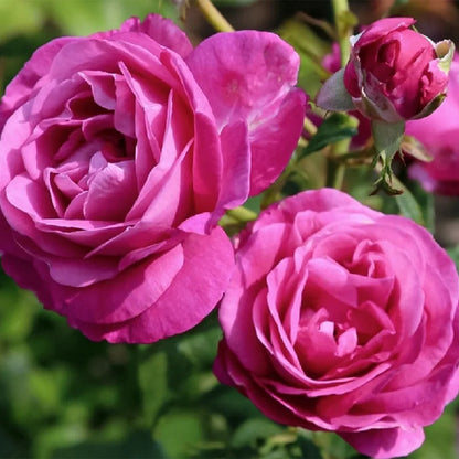 Carmen Wurth German Florist Shrub Rose