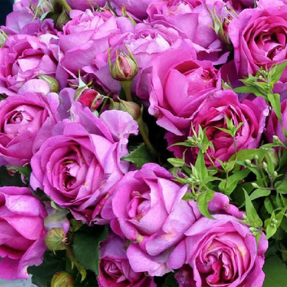 Carmen Wurth German Florist Shrub Rose