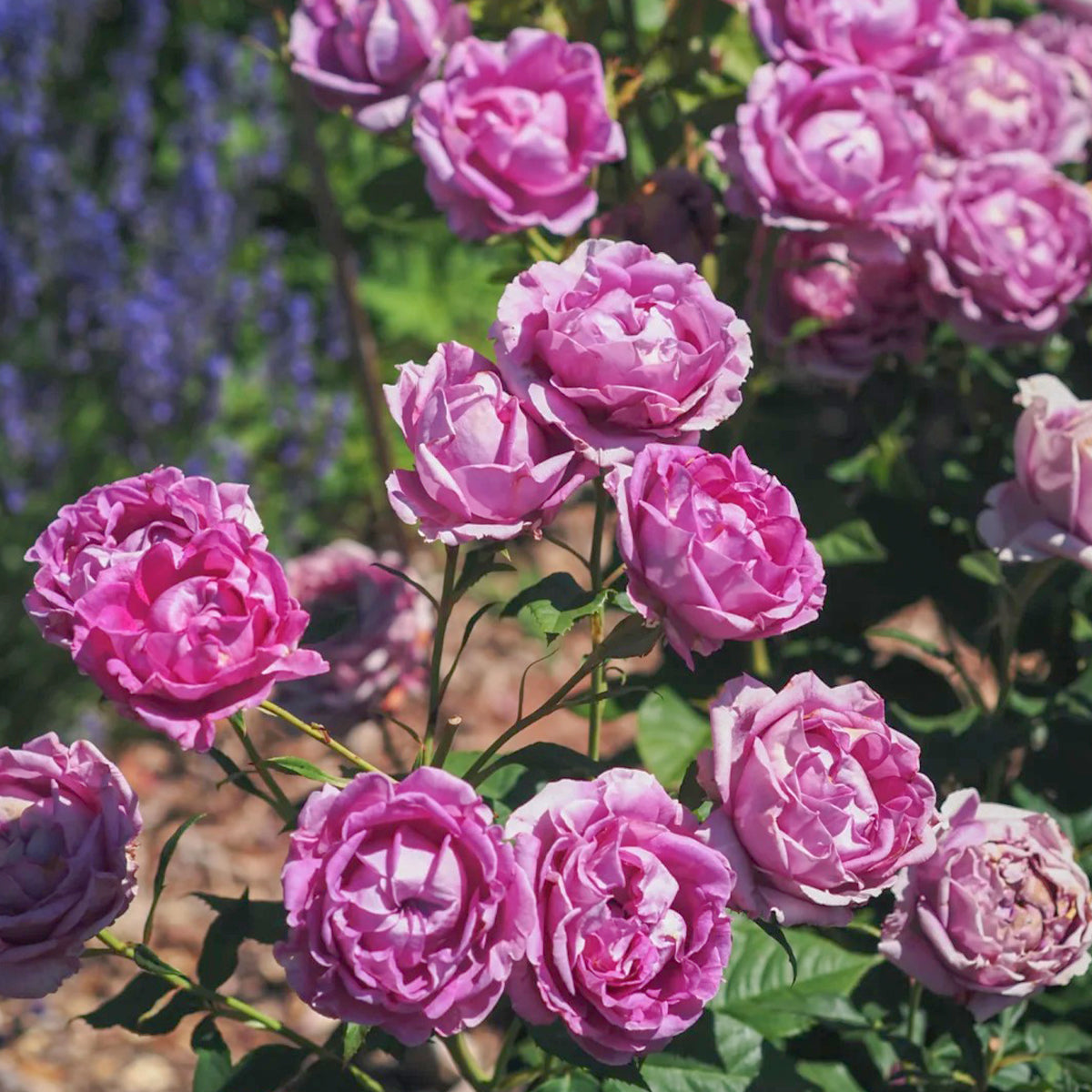 ( ′～‵)ŧ‹”ŧ‹”ŧ‹”ŧ‹” 薔薇紫　240×90 120×160 Carmen Wurth German Florist Shrub Rose – Highgarden Roses