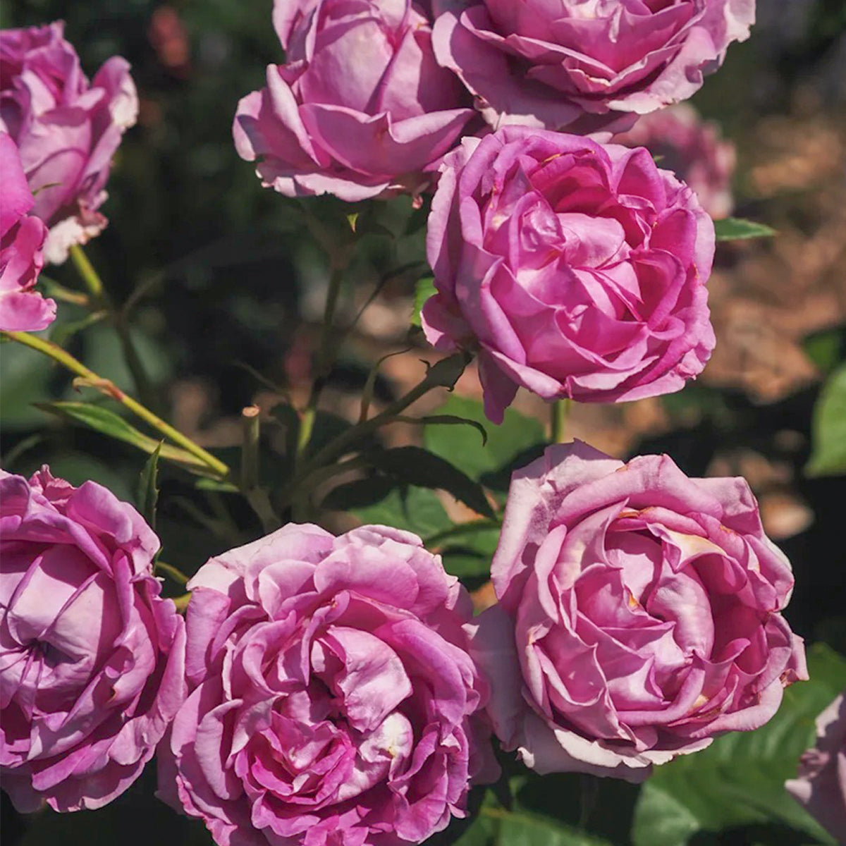 Carmen Wurth German Florist Shrub Rose – Highgarden Roses