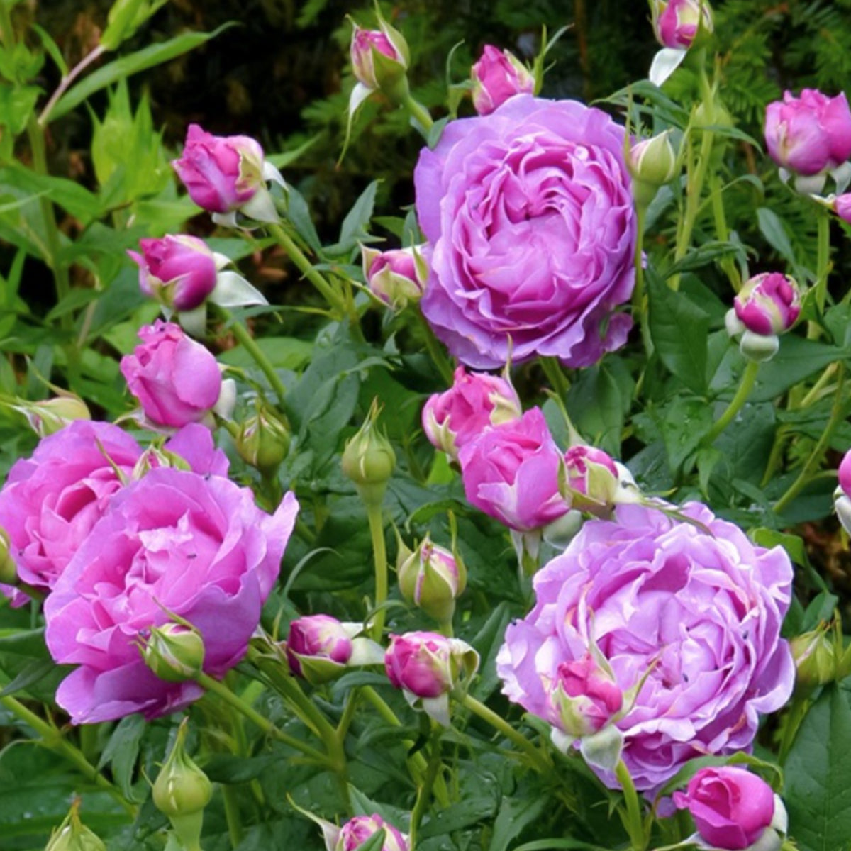 Carmen Wurth German Florist Shrub Rose