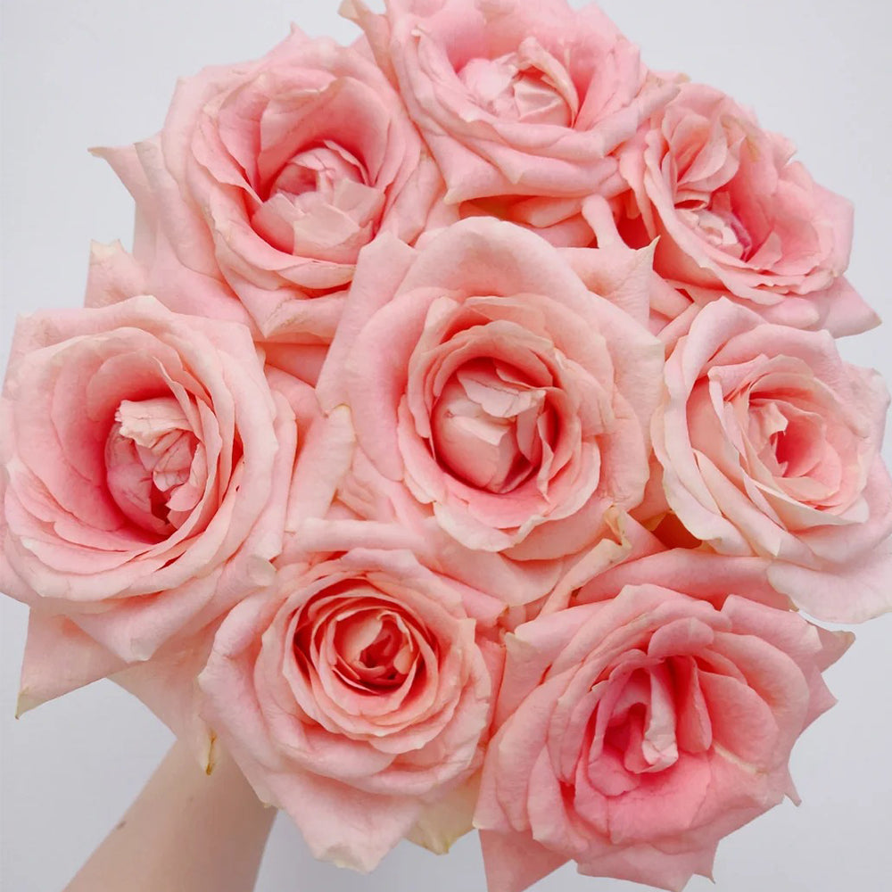 Cashmere German Florist Hybrid Tea Rose