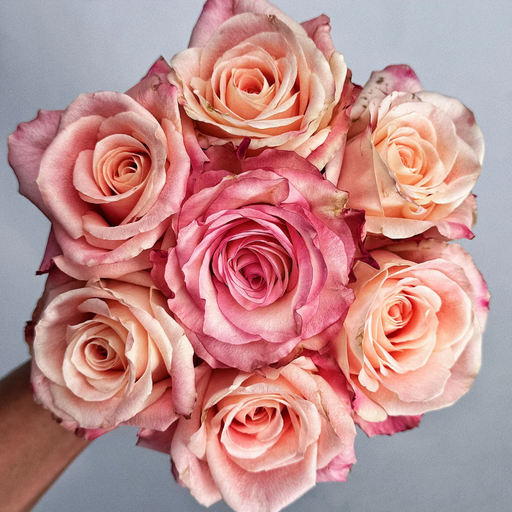 Cashmere German Florist Hybrid Tea Rose