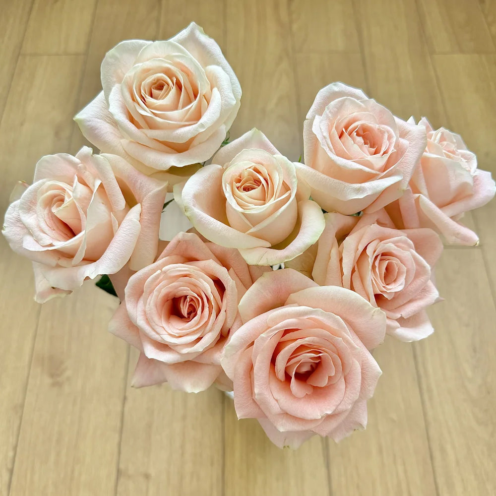 Cashmere German Florist Hybrid Tea Rose