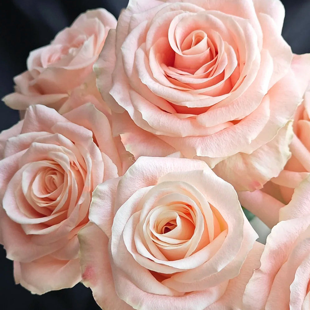 Cashmere German Florist Hybrid Tea Rose