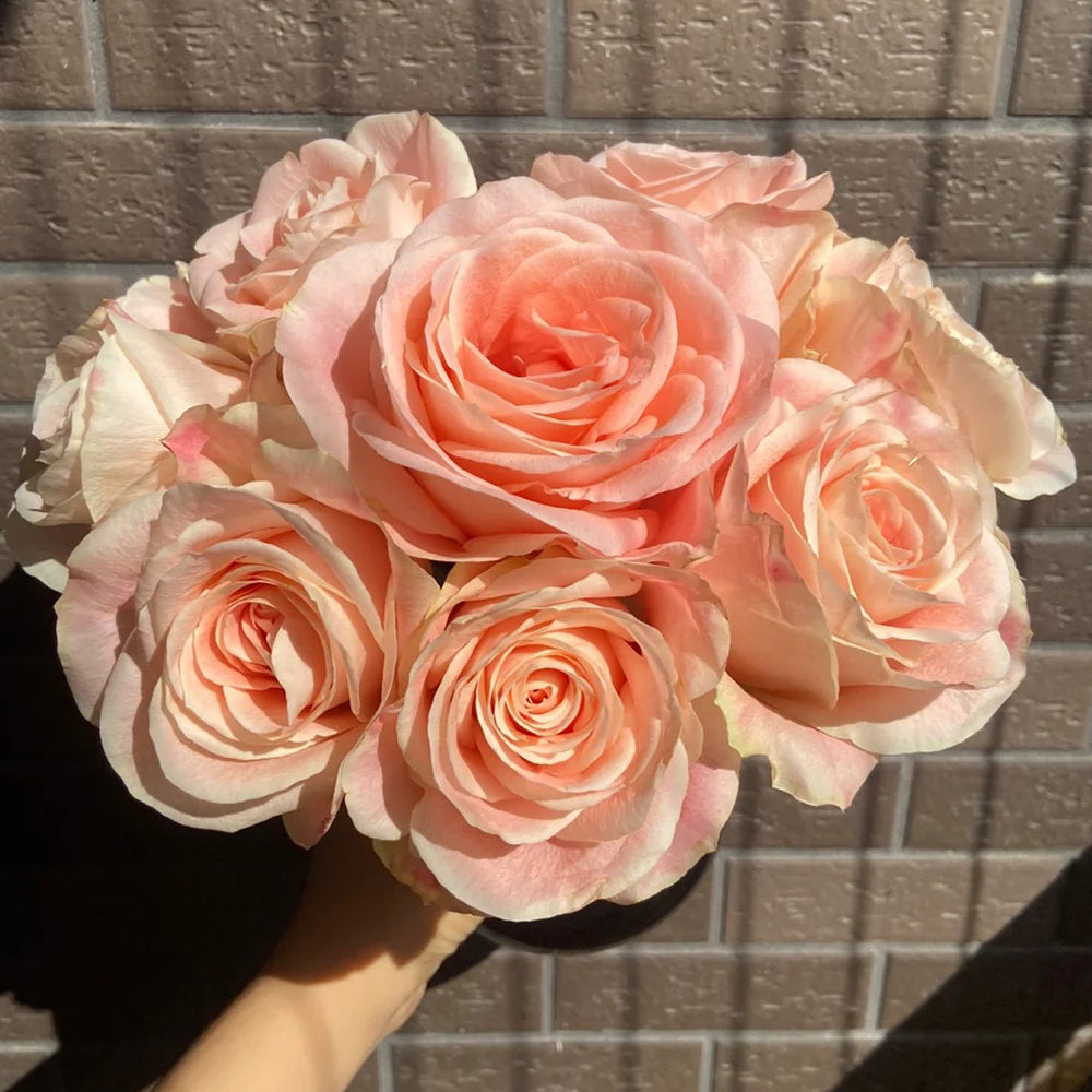 Cashmere German Florist Hybrid Tea Rose