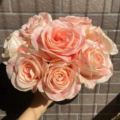 Cashmere German Florist Hybrid Tea Rose