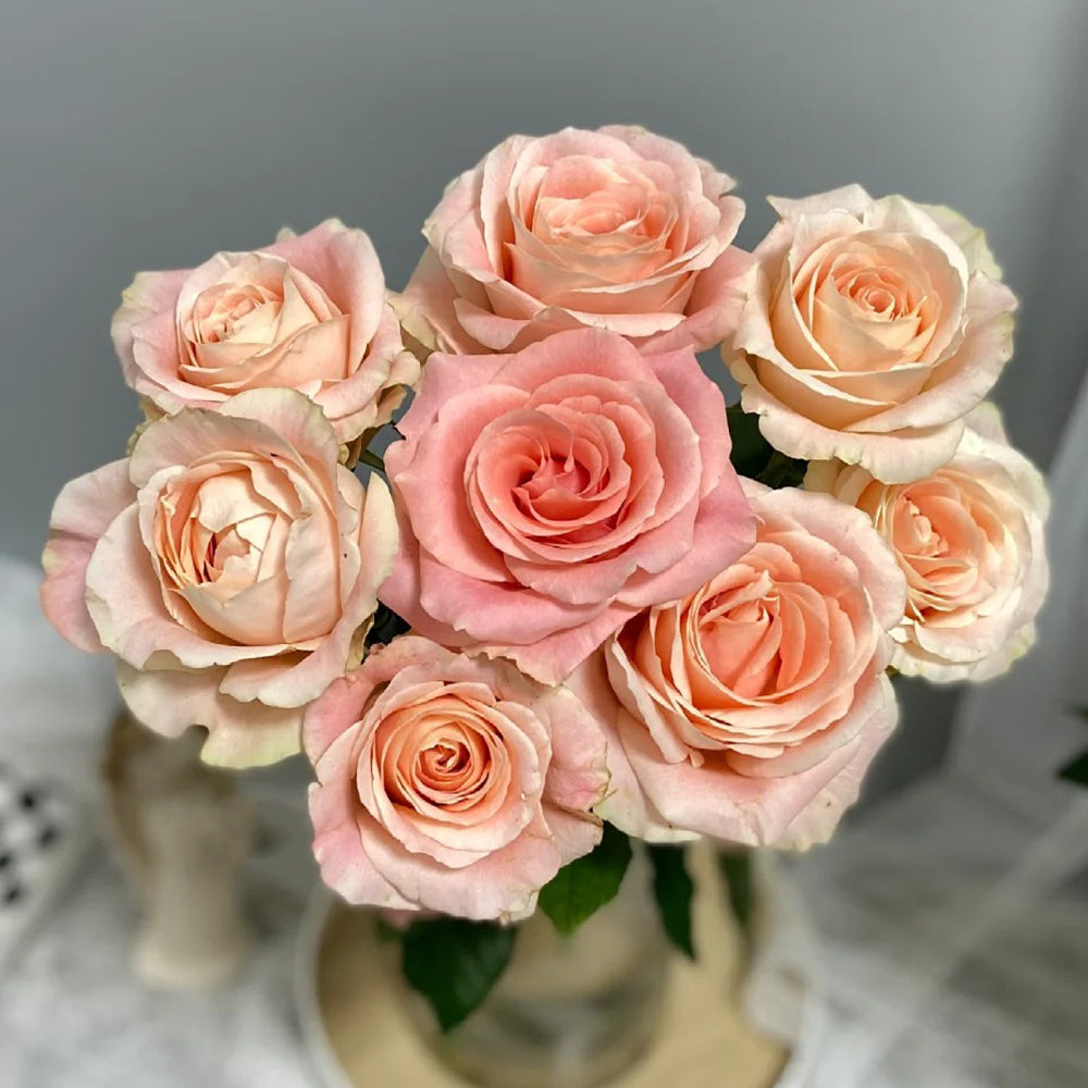 Cashmere German Florist Hybrid Tea Rose