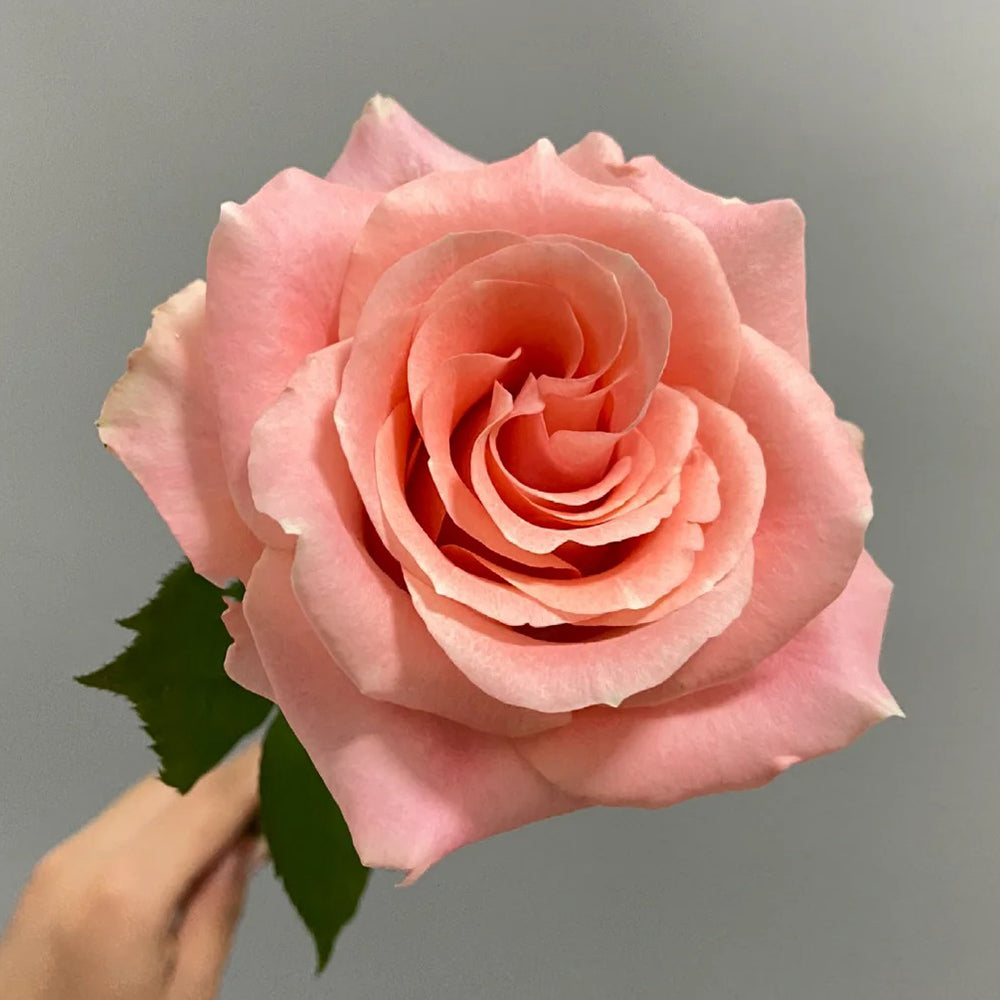 Cashmere German Florist Hybrid Tea Rose