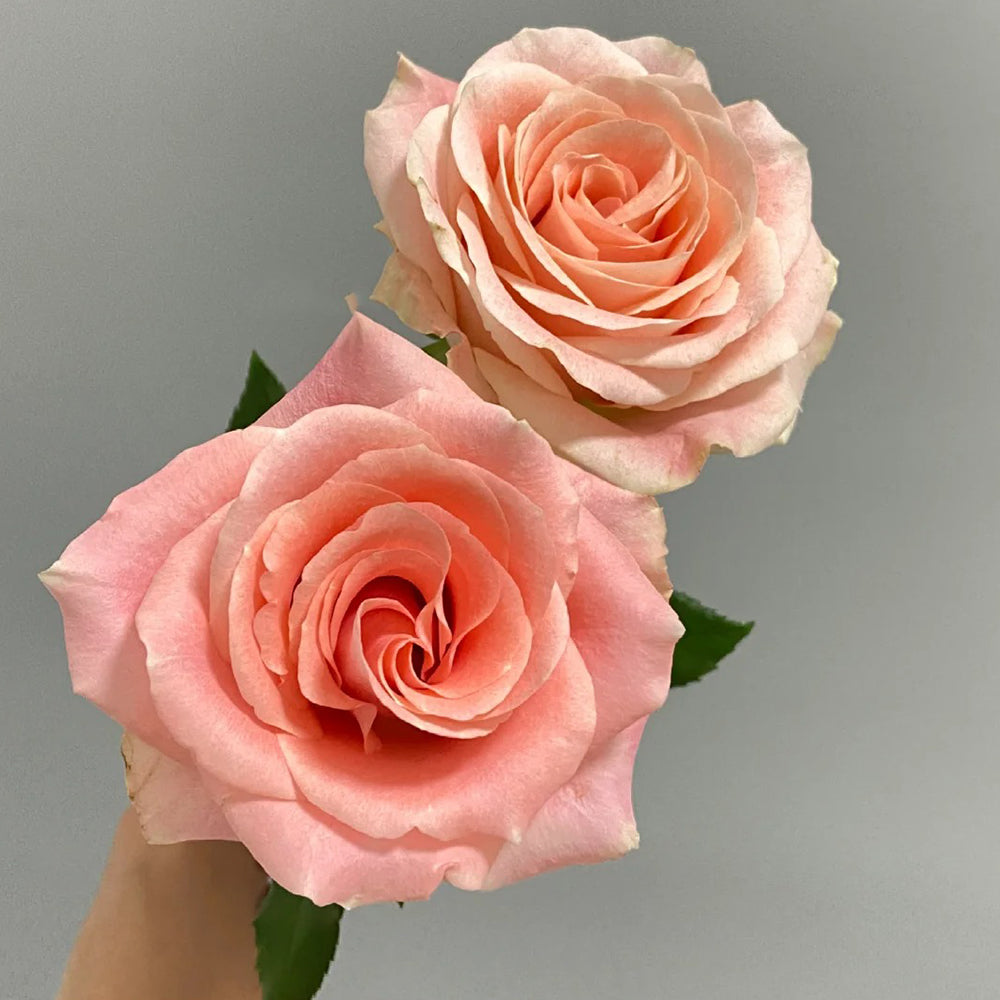 Cashmere German Florist Hybrid Tea Rose