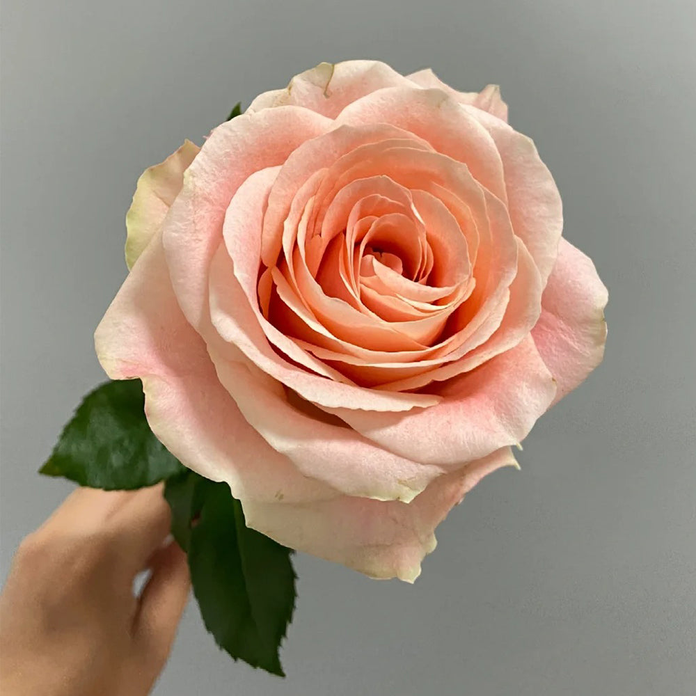 Cashmere German Florist Hybrid Tea Rose
