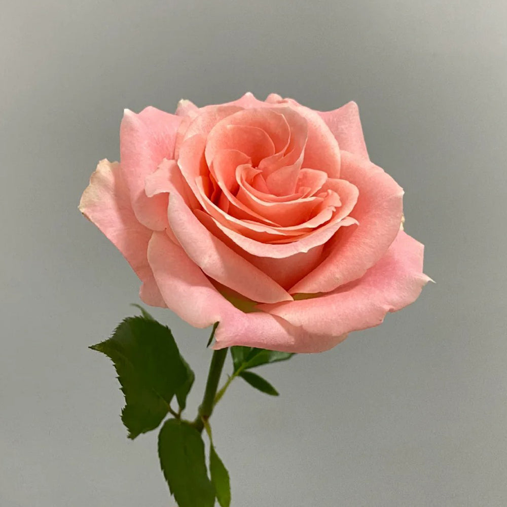 Cashmere German Florist Hybrid Tea Rose