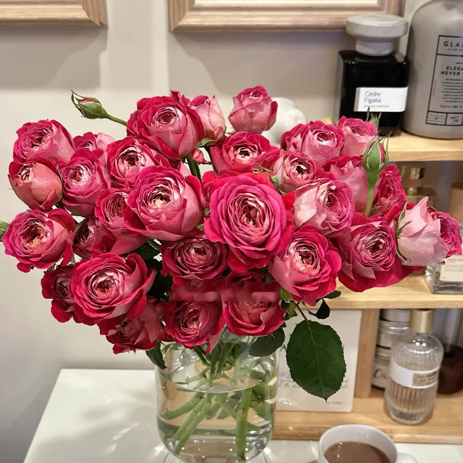 Hains Roses Premium Own Root Garden & Florist Rose Bushes | Ships Nationwide ...