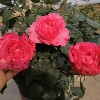 Cepheus French Florist Shrub Rose