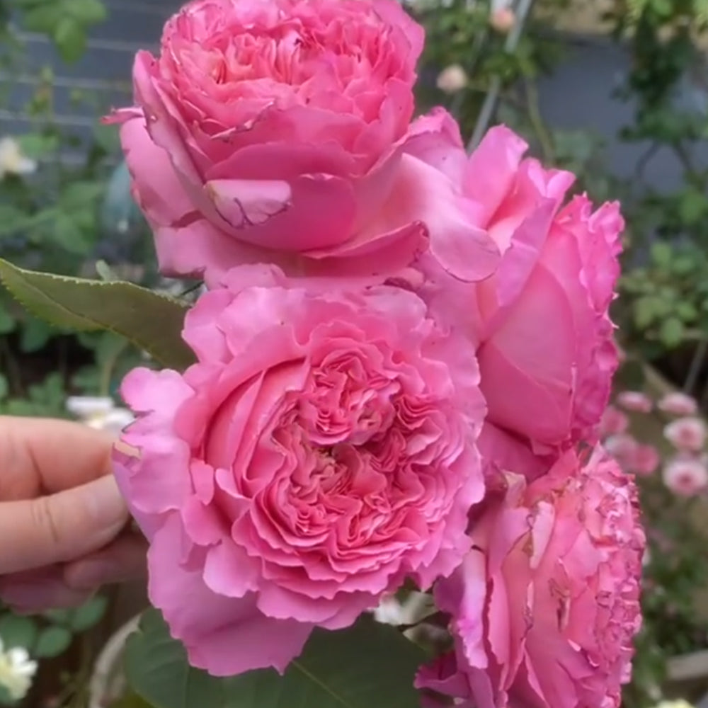 Cepheus French Florist Shrub Rose