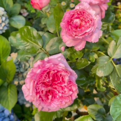 Cepheus French Florist Shrub Rose