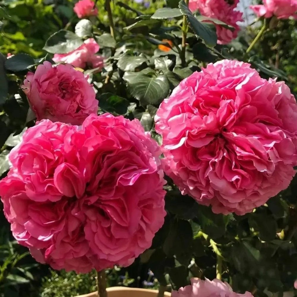 Cepheus French Florist Shrub Rose