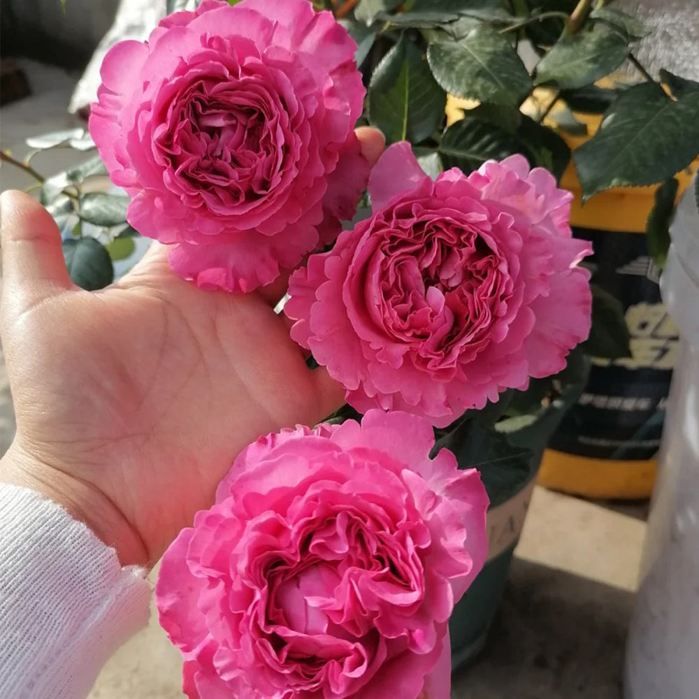 Cepheus French Florist Shrub Rose