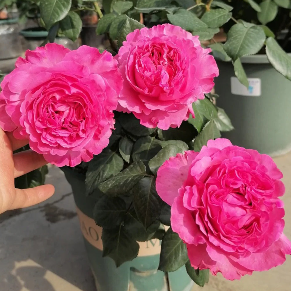 Cepheus French Florist Shrub Rose