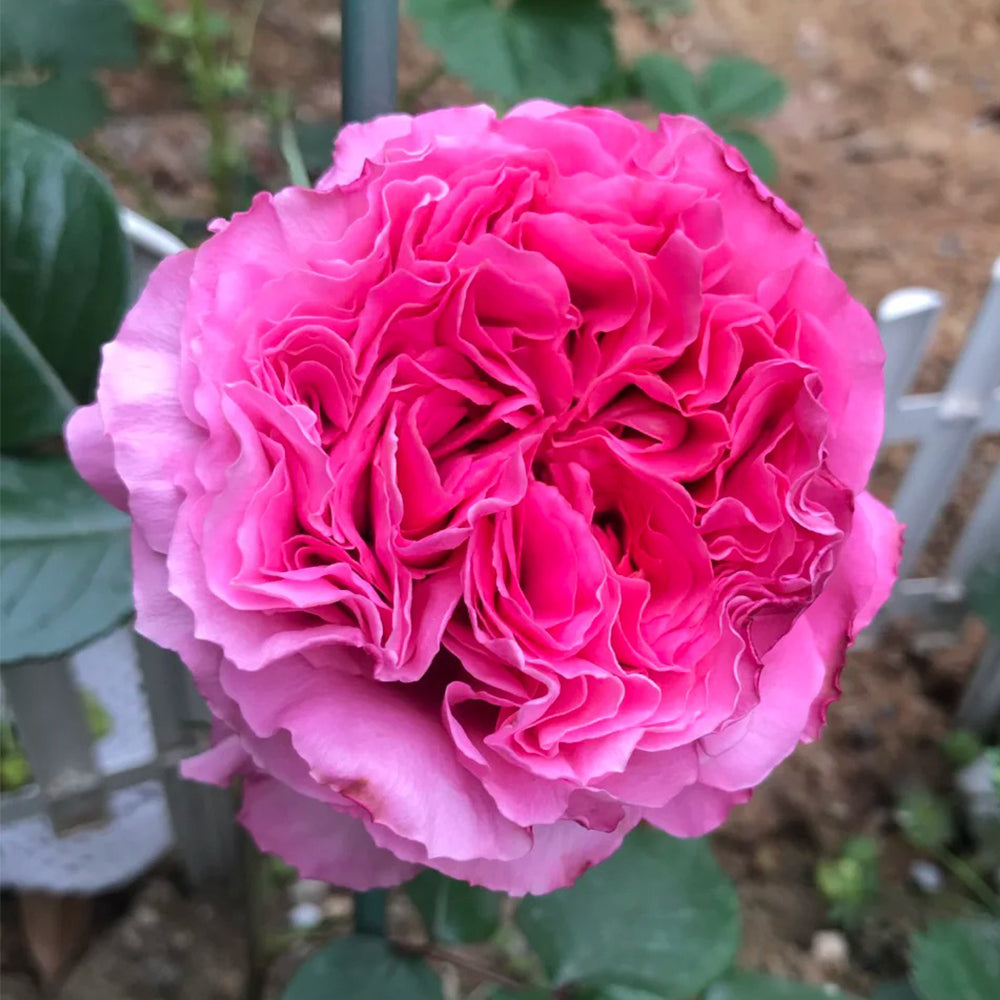 E P Roses Cepheus French Florist Shrub Rose – Highgarden Roses