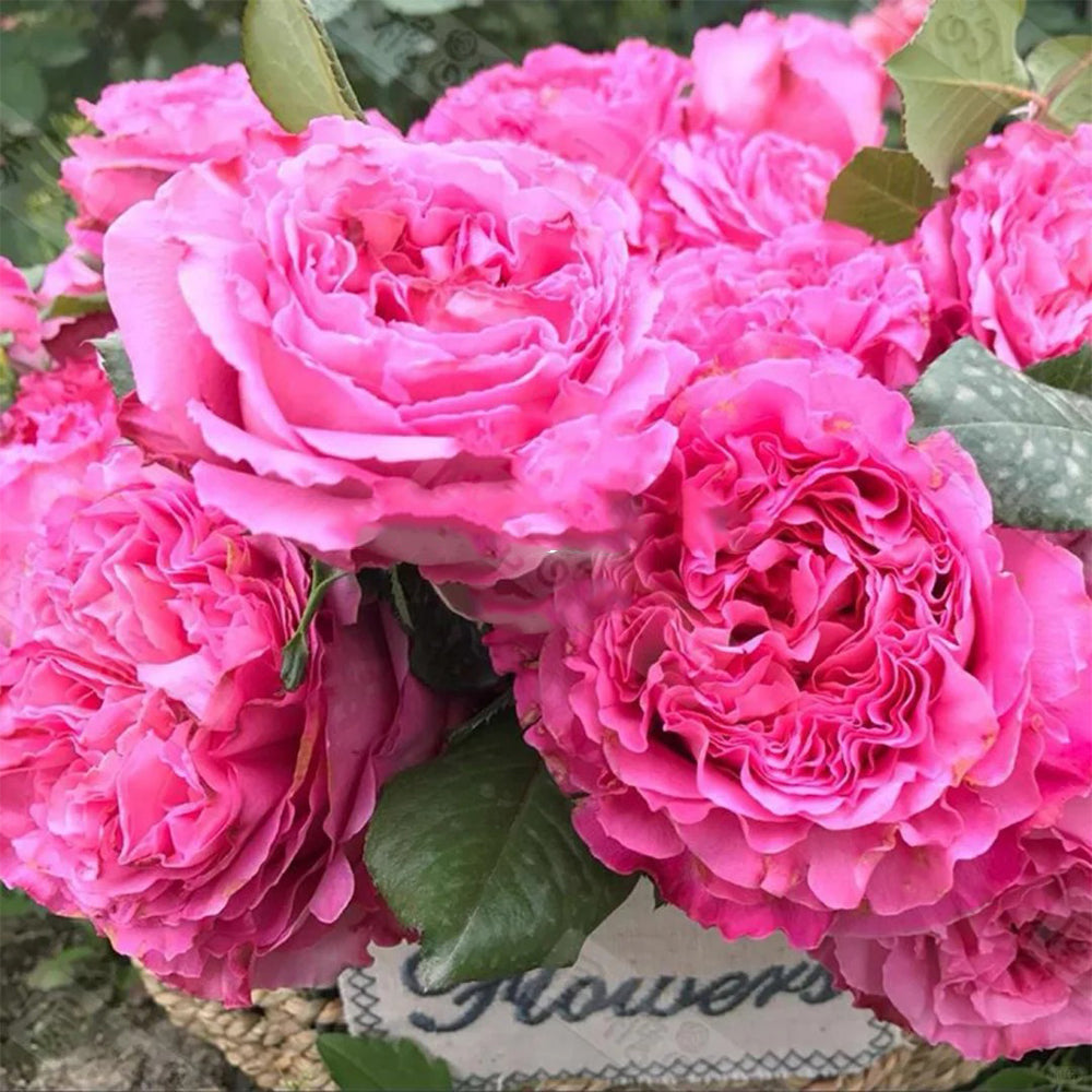 Cepheus French Florist Shrub Rose