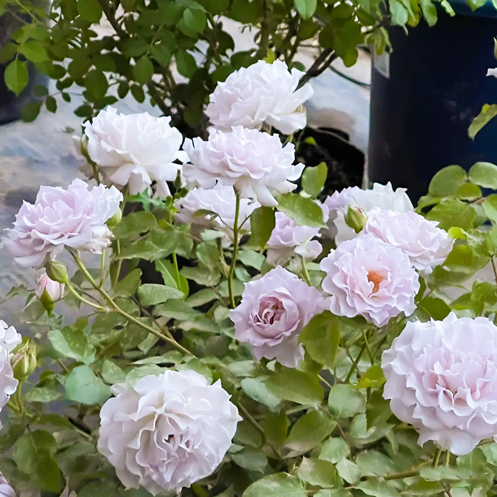 人気便利グッズ Cest Roses Highgarden – Rose Shrub Florist Japanese Mignon その他