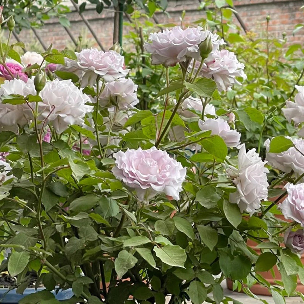 Cest Mignon Japanese Florist Shrub Rose – Highgarden Roses