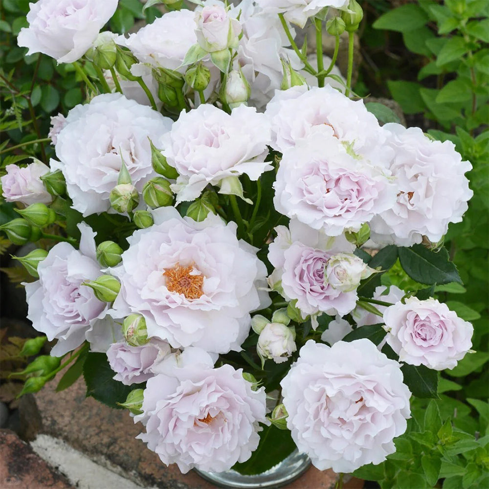 Cest Mignon Japanese Florist Shrub Rose