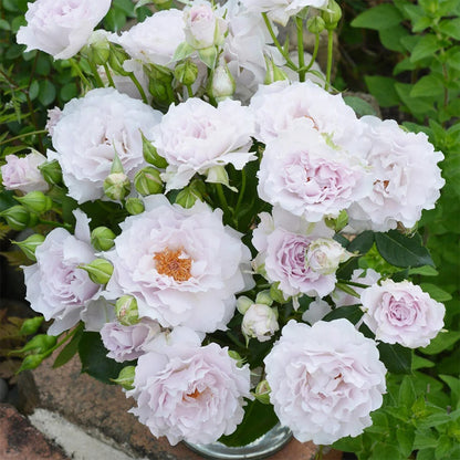 Cest Mignon Japanese Florist Shrub Rose