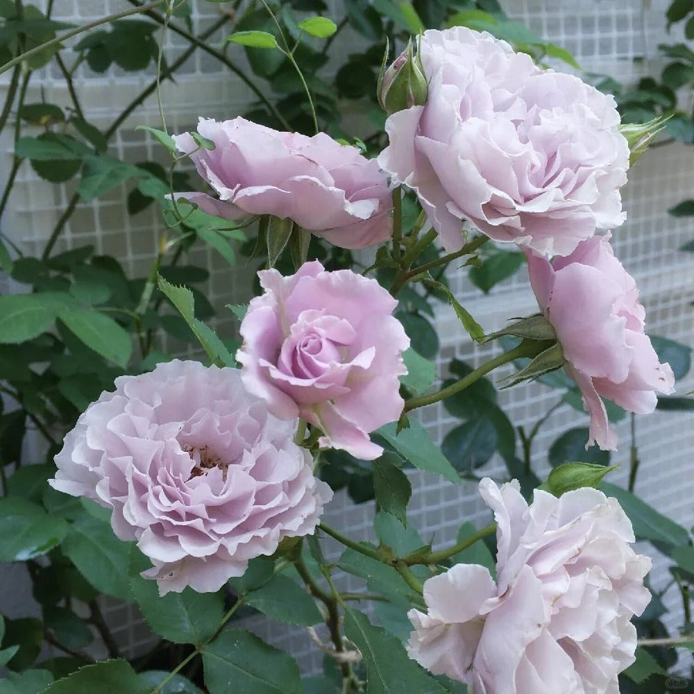 Cest Mignon Japanese Florist Shrub Rose