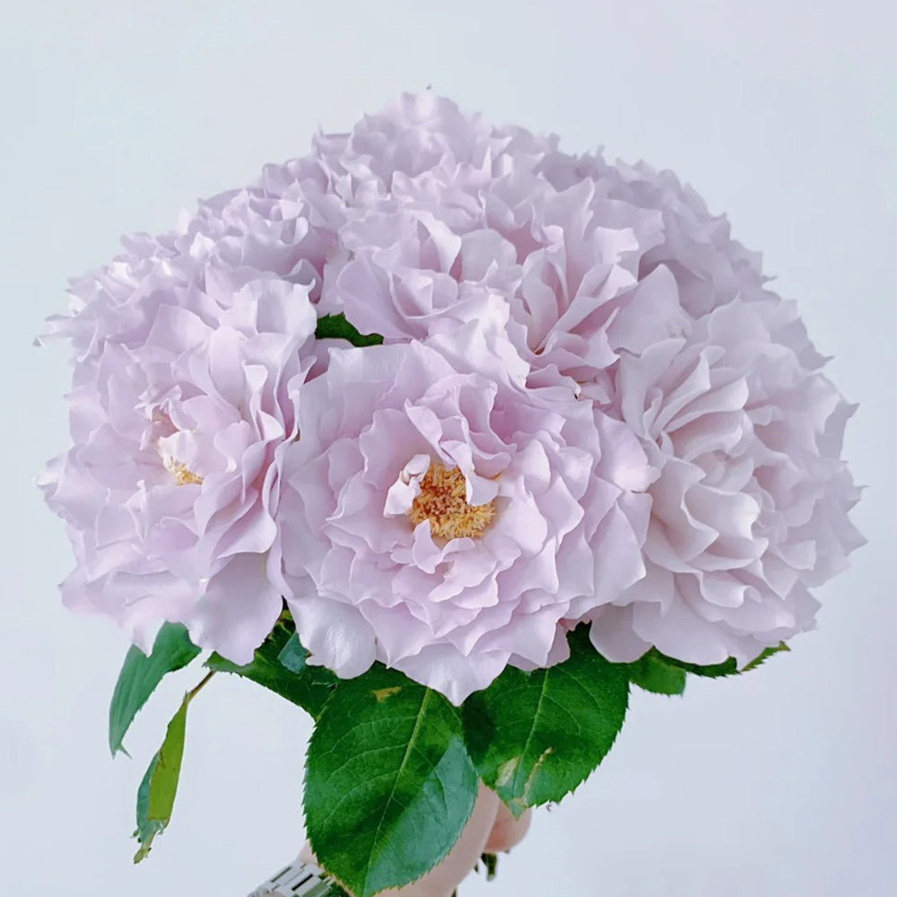 Cest Mignon Japanese Florist Shrub Rose – Highgarden Roses