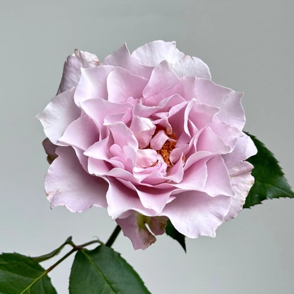 Cest Mignon Japanese Florist Shrub Rose