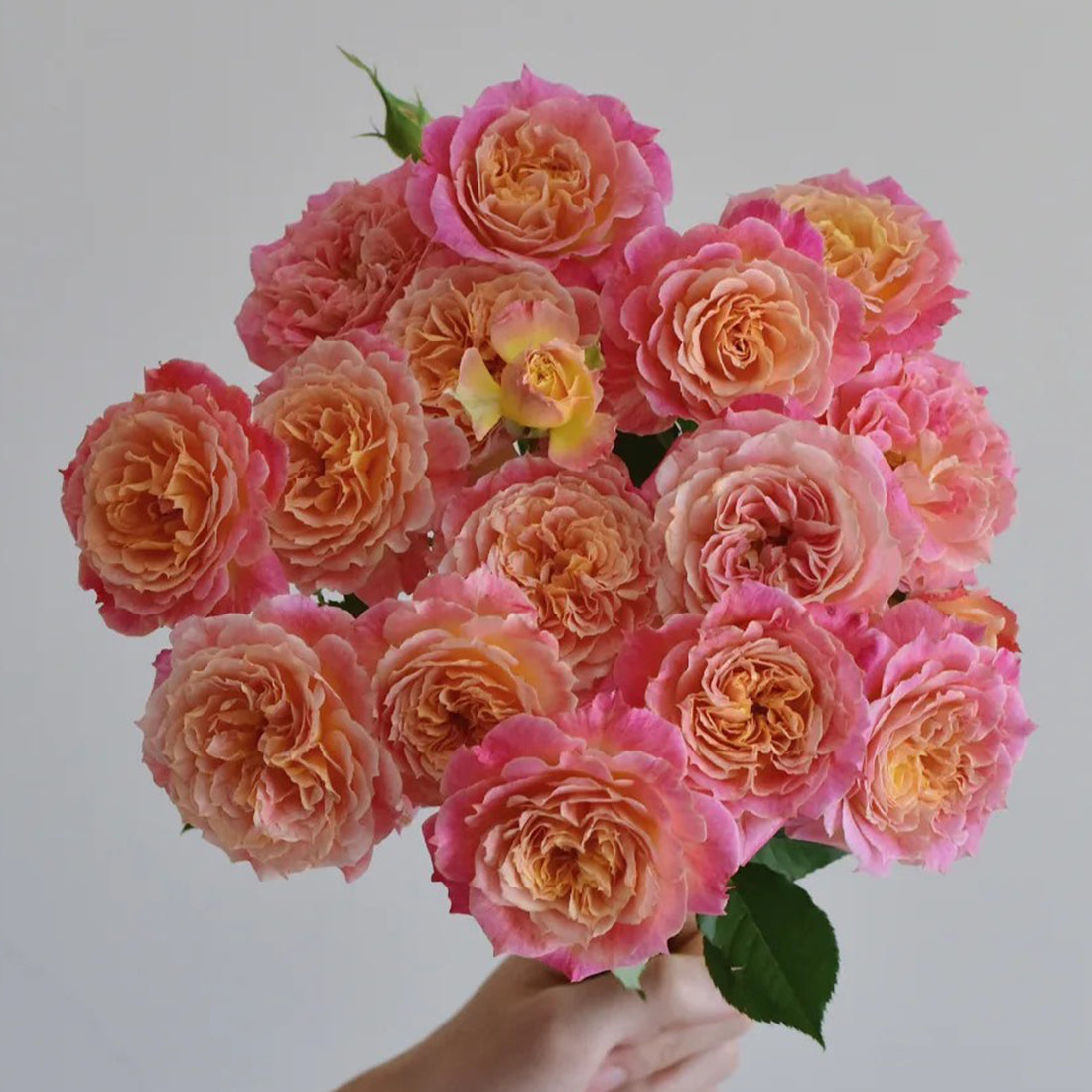 Chaleur Japanese Florist Shrub Rose