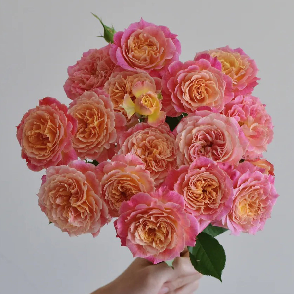 Chaleur Japanese Florist Shrub Rose