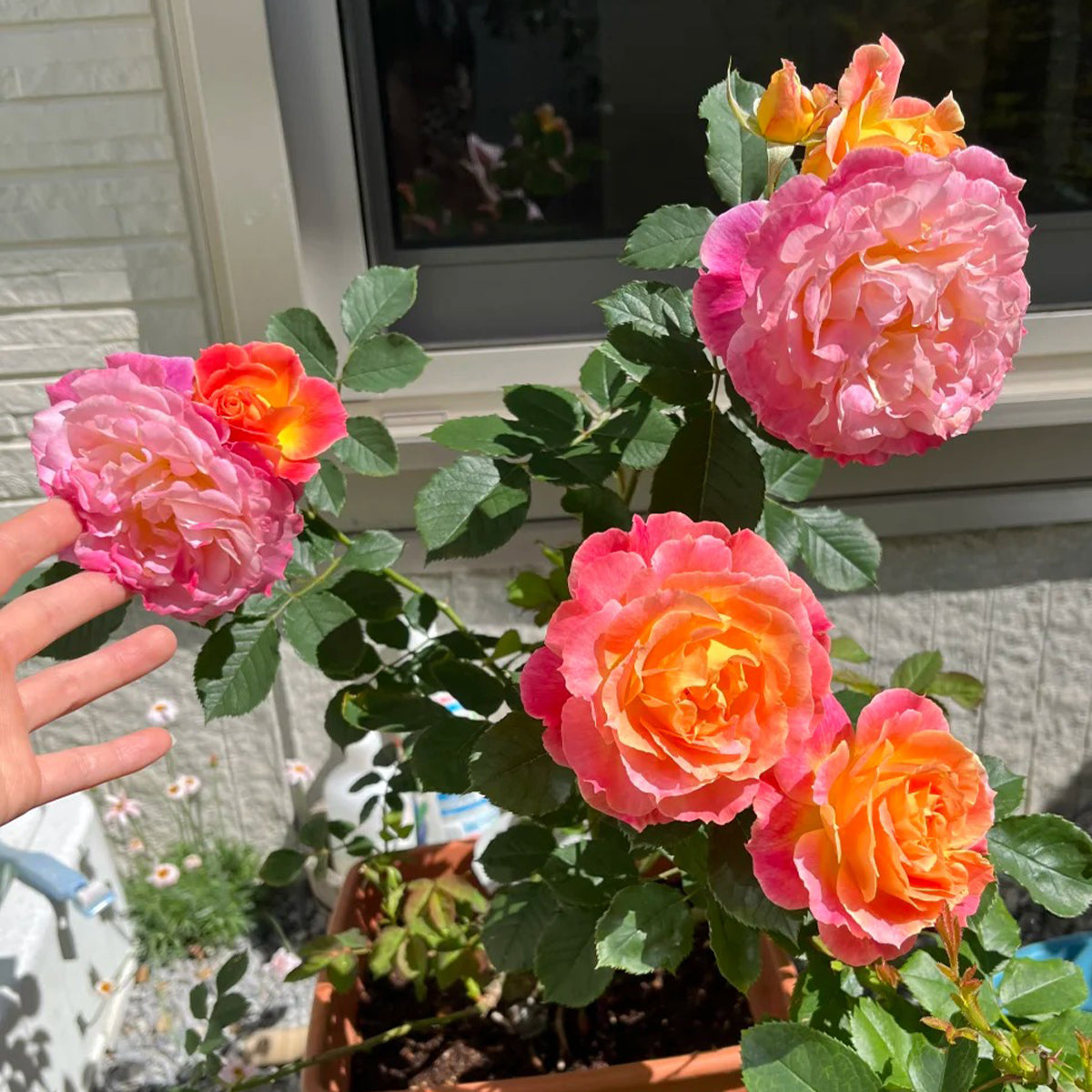 Chaleur Japanese Florist Shrub Rose