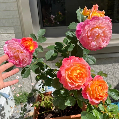 Chaleur Japanese Florist Shrub Rose