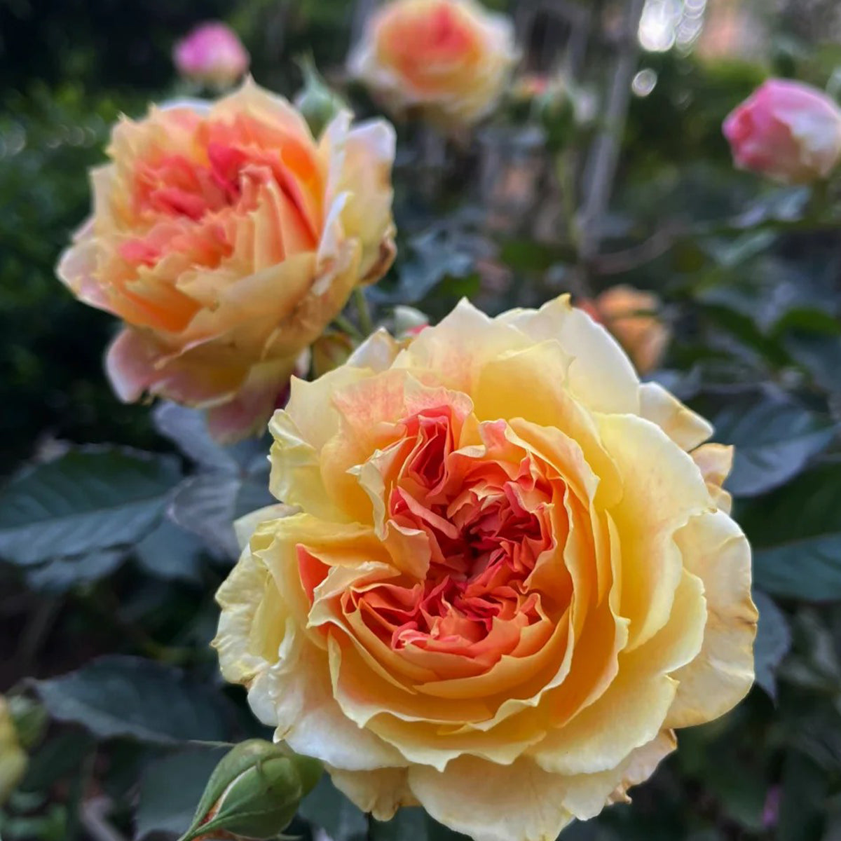 Chaleur Japanese Florist Shrub Rose