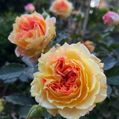 Chaleur Japanese Florist Shrub Rose