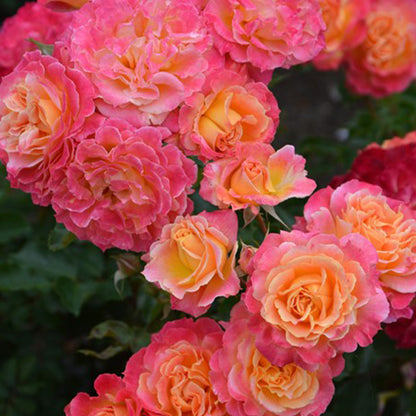 Chaleur Japanese Florist Shrub Rose