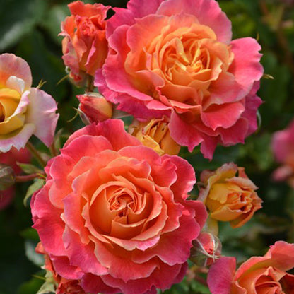 Chaleur Japanese Florist Shrub Rose