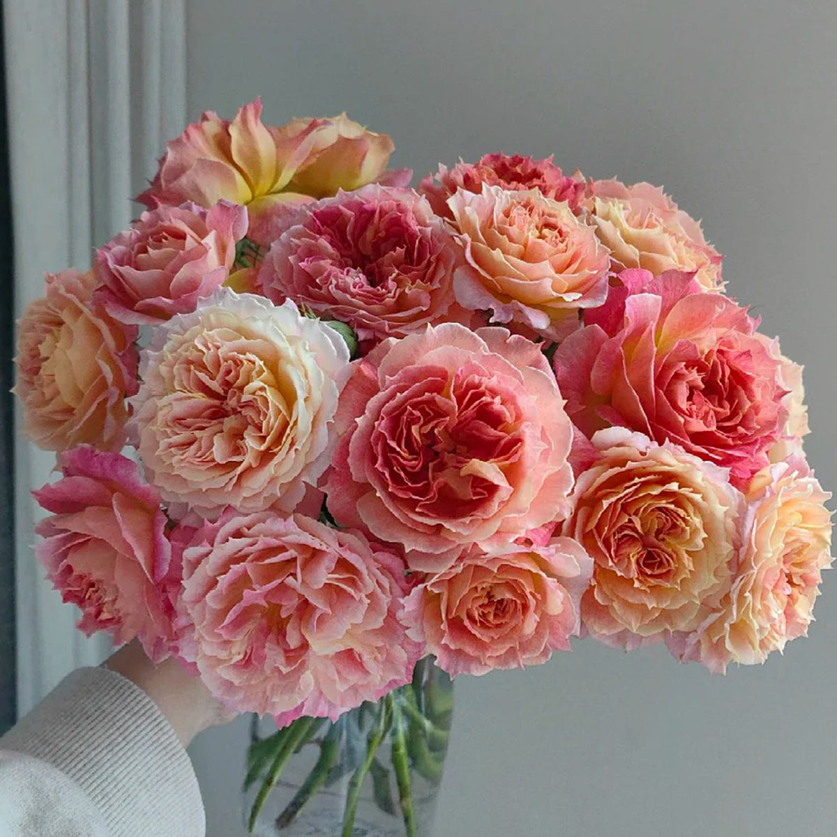 Chaleur Japanese Florist Shrub Rose
