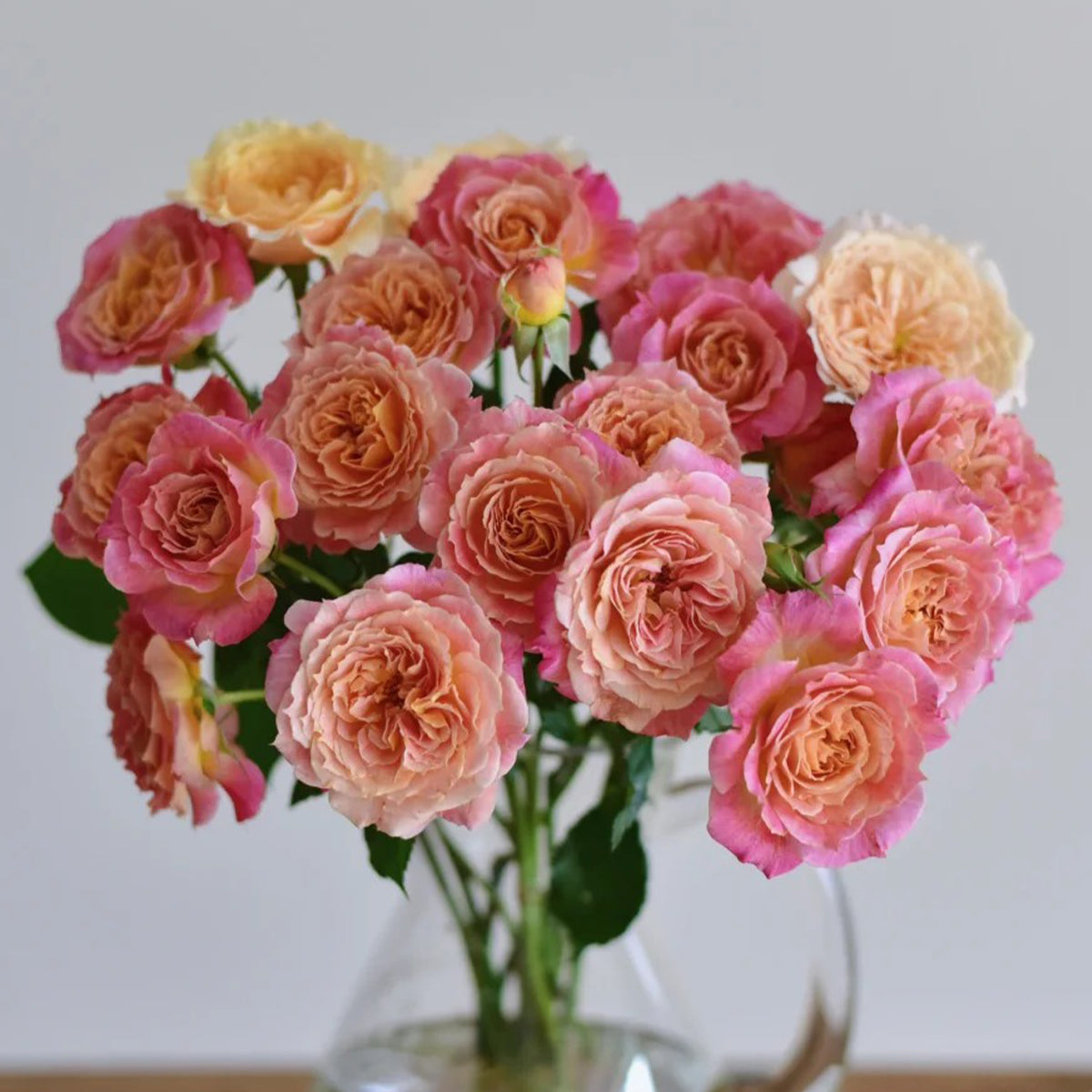 Chaleur Japanese Florist Shrub Rose