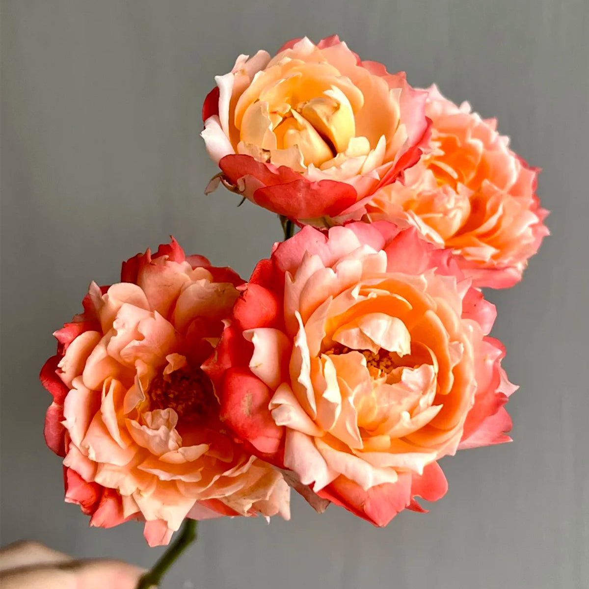 Chance Pom Japanese Florist Shrub Rose