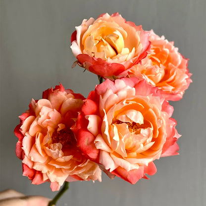 Chance Pom Japanese Florist Shrub Rose